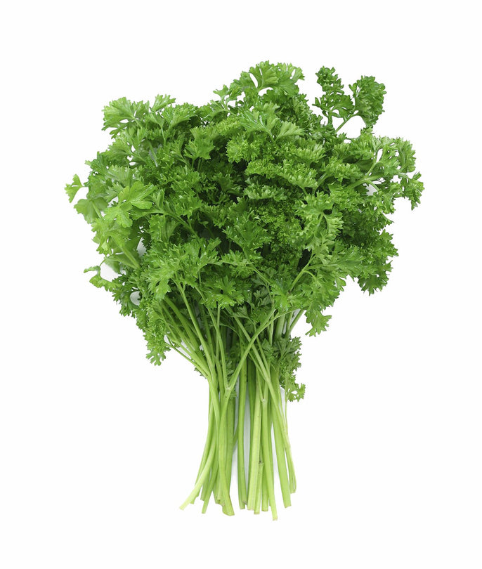 Jack's Herbs Flat Leaf Parsley 25g